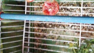 Birds are a group of warm-blooded vertebrates constituting