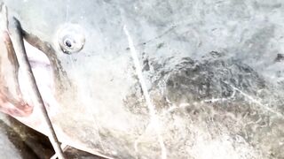 Fish and fishing