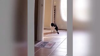 selection of funny videos