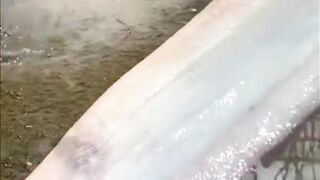 Fish and fishing