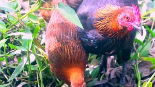 pet chickens in may house