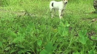 pet white dog my house