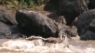 The buffalo crossed the river and was immediately attacked by a crocodile