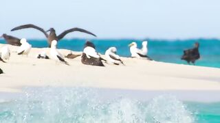 Beach birds become food for tiger sharks