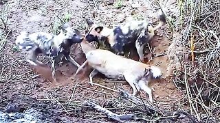 A hippo rescues a fawn from a wild dog attack