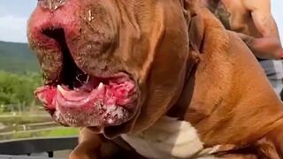 Top 10 dog in the world