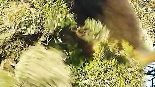 Scary looking monkey
