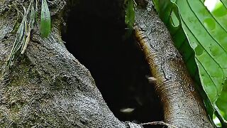 Chimpanzee chicks looking for food in a wasp's nest