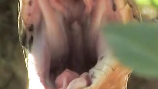 Cobra snakes eat snakes