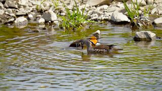 Cute Duck and Nature