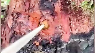 Water tree