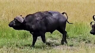 The buffalo fights against the lion
