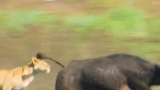 The buffalo's kick made the lion stop chasing