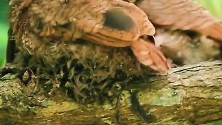 The owl looks after its young