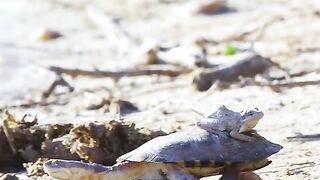 Turtles are friends with frogs