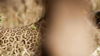 The leopard takes its prey from the tiger