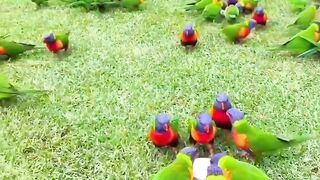 So cute bird ????