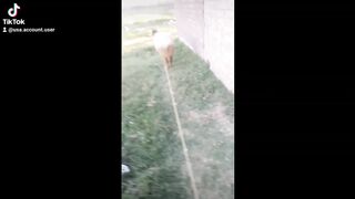My sheep 2024 video. In my village