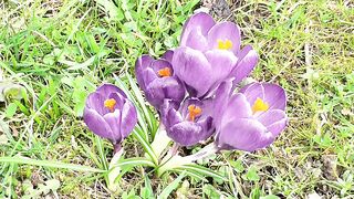 Crocuses