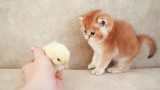 Kittens walk with a tiny chicken.