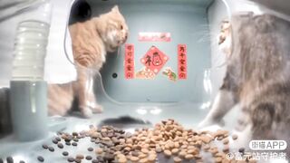 Cat Fight (Cars*)???? | 1
