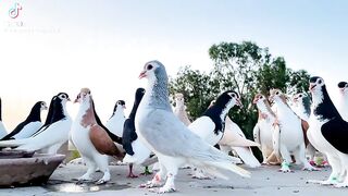 peogens