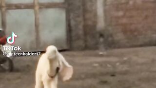 animal for baby
