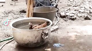 rooster enjoy the water