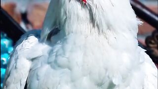 Beautiful cock