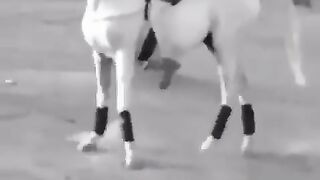 Beautiful White Horse