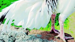 Beautiful cock in pakistan