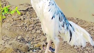 Beautiful cock in pakistan 2