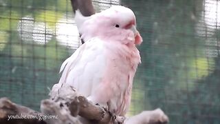 Very beautiful birds in nature