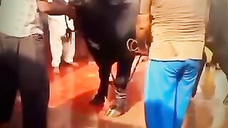 funny video