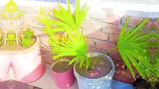 My garden