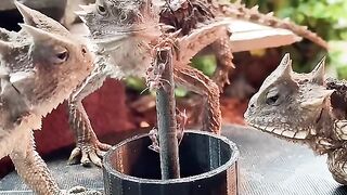 Beautiful animal. Cute animals pats video