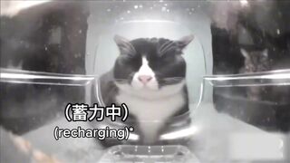 Mr. Sholite (Mr. Shock + Mr. Polite) : New Cat