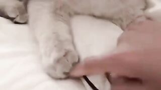 Lovely kitty ????❤️