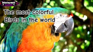 Relaxing music with a beautiful birds the video