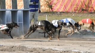 Greyhound Dog Race | Dog race video | Derby Race #viral #dogs