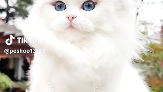 So beautiful cat ????