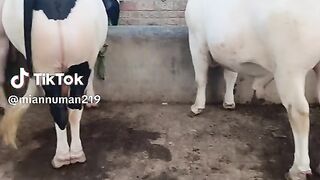 ماشاءاللہ