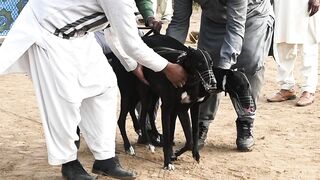 Dogs Video | Greyhound Race | pets animals #viral #pets #dog