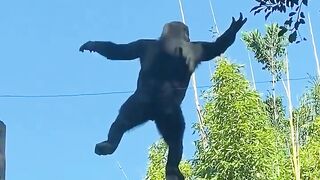 is this a human or a monkey?