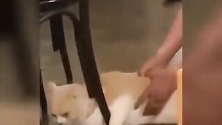 Funny cats ????