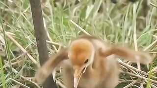 WAO AMAZING MOTHER CARE