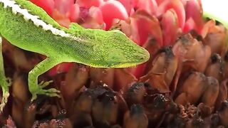 Uroplatus phantasticus, the satanic leaf-tailed gecko