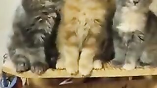 Funny cats ????