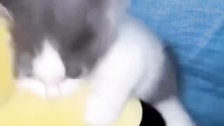 Cat????