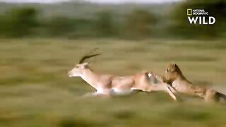 Impressionnante partie de chasse au zébre